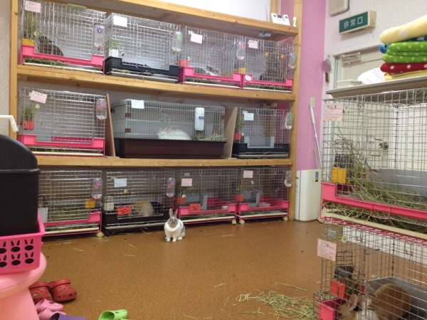 うさぎとcafeうさぎ小屋